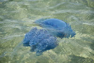 High angle view of fish swimming in sea