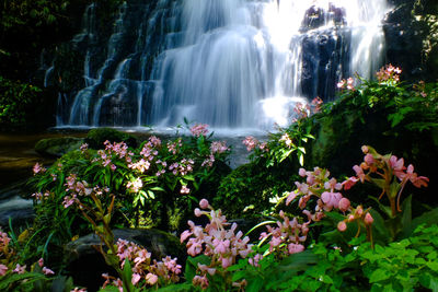 View of flowers in waterfall