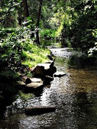 River flowing through forest