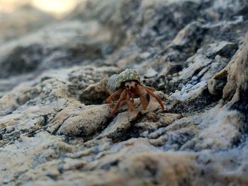 Close-up of crab on rock