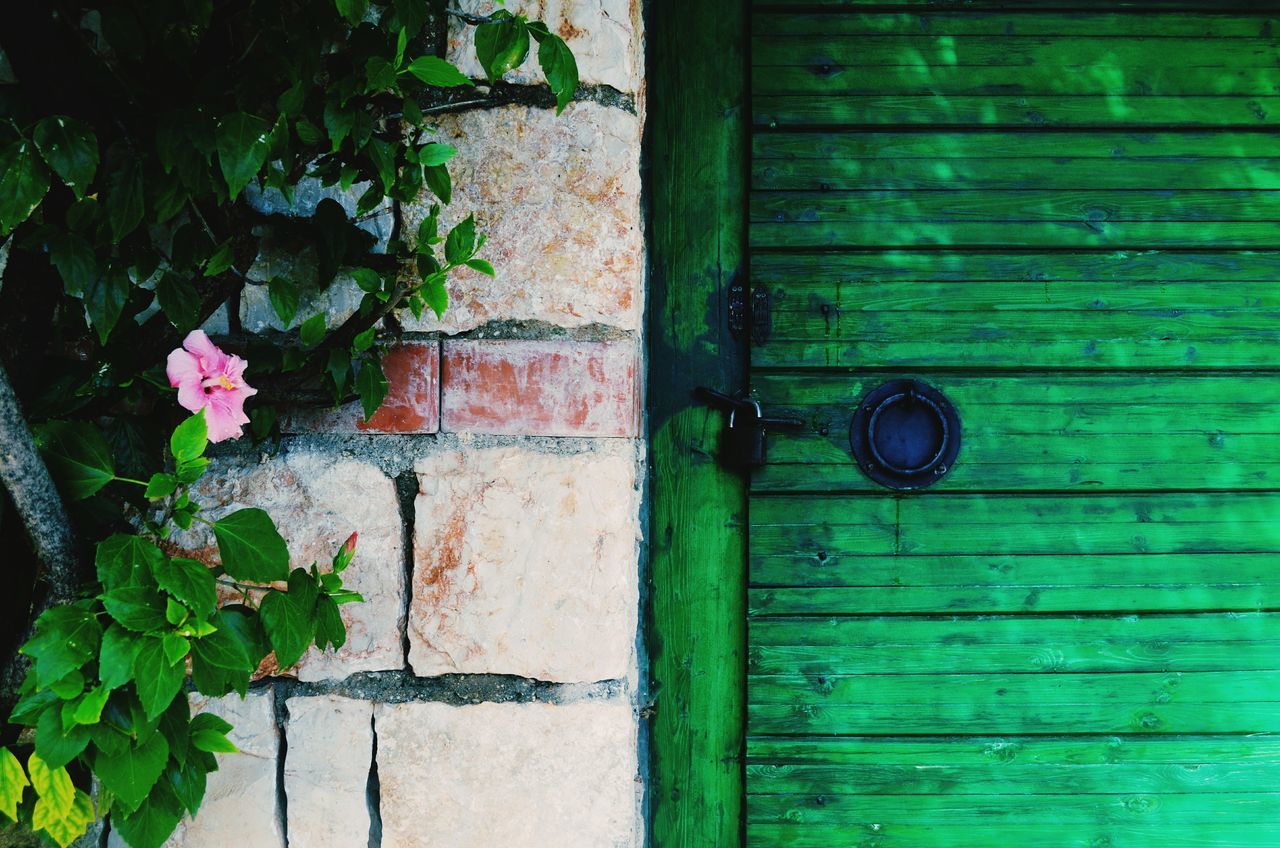 plant, door, no people, outdoors, weathered, leaf, wood - material, day, green color, growth, architecture, nature, close-up