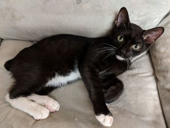 High angle portrait of cat resting on floor