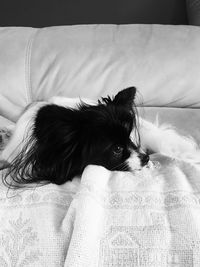 Close-up of a dog sleeping on bed