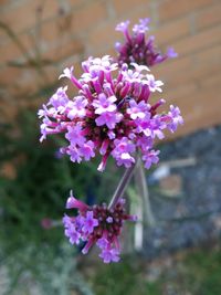 Close-up of purple flowers blooming outdoors