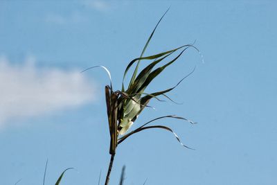 Close-up of plant