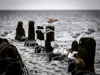 Seagulls perching on wooden posts at sea against sky