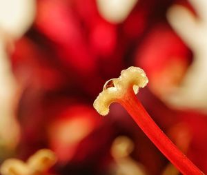 Close-up of red flower