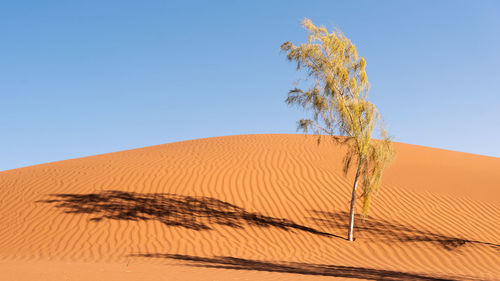 Plant growing in desert against clear blue sky