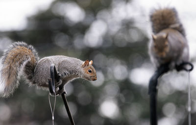Squirrels invade the backyard bird feeders