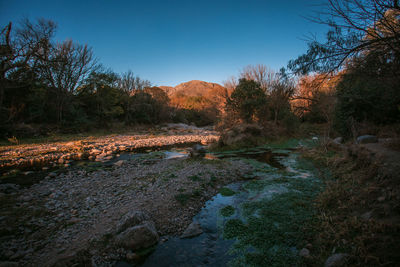 Scenic view of river in forest against clear blue sky