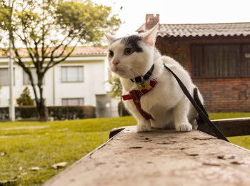 Close-up of cat sitting on retaining wall