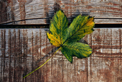leaf