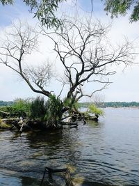 Bare tree by lake against sky