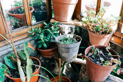 High angle view of potted plants