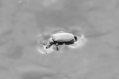 High angle view of bug on water