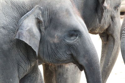 Close-up of elephant