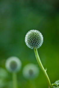 Close-up of plant