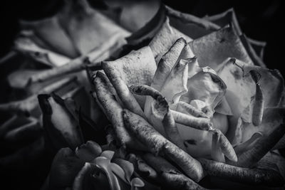 Close-up of hand holding plant