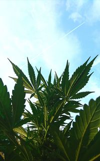 Close-up of plant against sky