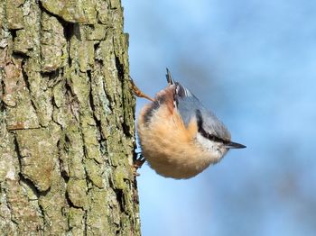 Close-up of squirrel on tree trunk against sky