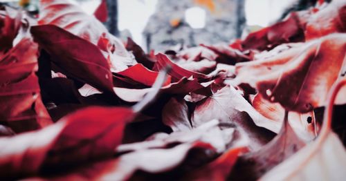 Close-up of red rose for sale in market