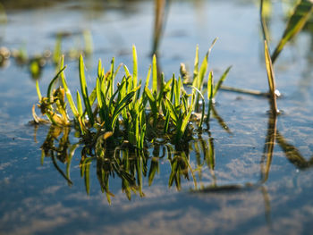 Close-up of plant in lake
