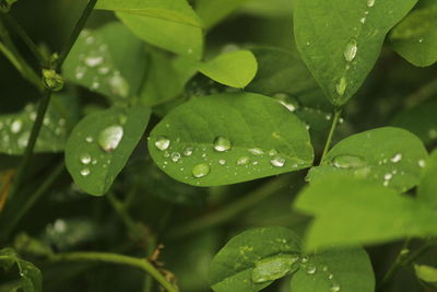 Close up shot of rain water drops on the single or lot of green leafs on the garden.