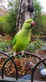 Close-up of parrot perching on tree