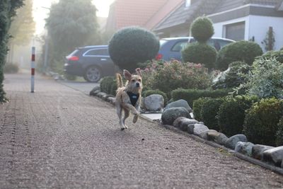 Dog running on footpath by plants