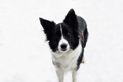 Portrait of dog standing against white wall