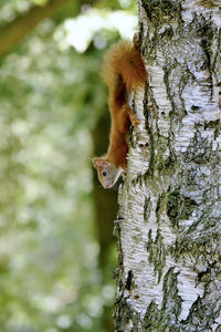 Close-up of squirrel on tree trunk looking around