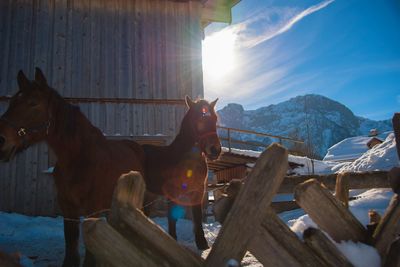 View of a horse on snow