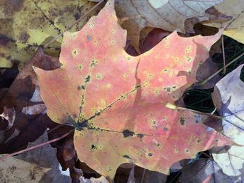 Close-up of autumn leaves