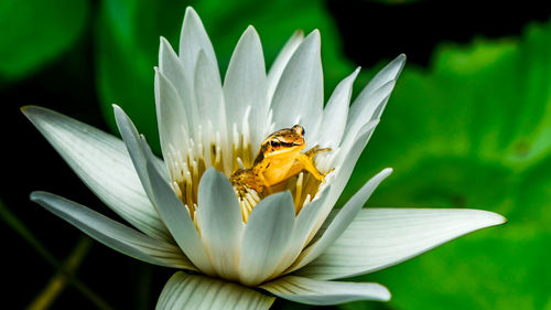 Close-up of frog on lotus flower