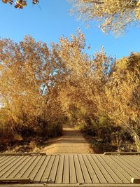 Footpath amidst trees against sky during autumn