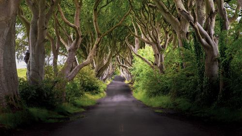 Road amidst trees in forest