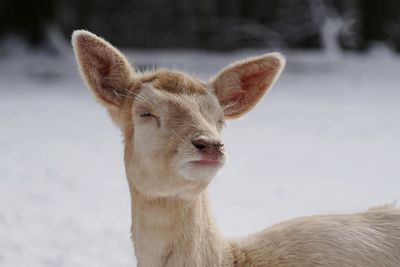 Close-up of an animal on field