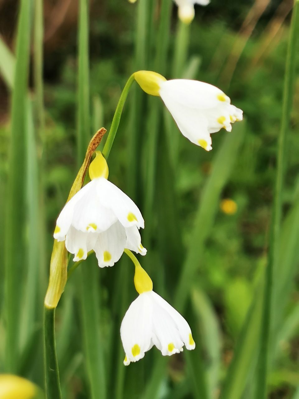 CLOSE-UP OF WHITE FLOWER ON FIELD