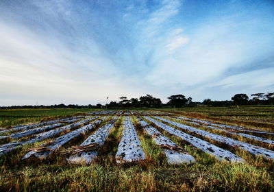 Scenic view of field against cloudy sky