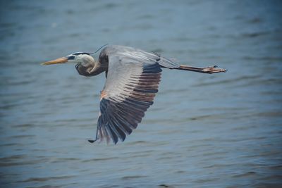 Bird flying over lake