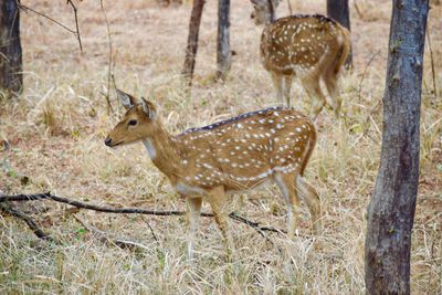 Deer on field