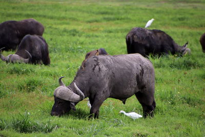 Water buffalos