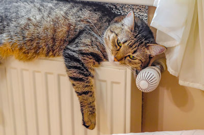 Home striped cat lies on the radiator.