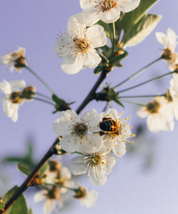 Low angle view of apple blossoms in spring