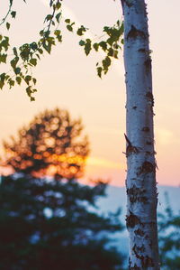 Close-up of tree trunk against sky during sunset