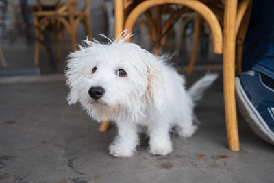 Close-up of dog