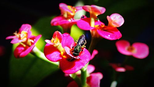Close-up of bee on pink flowers