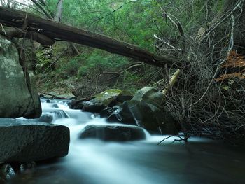 River flowing through forest