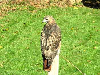 Close-up of owl perching on grass