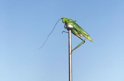 Low angle view of grasshopper on a pole